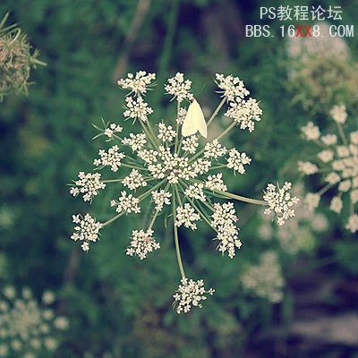 Photoshop为普通花卉照片添加柔和艺术效果,PS教程,思缘教程网