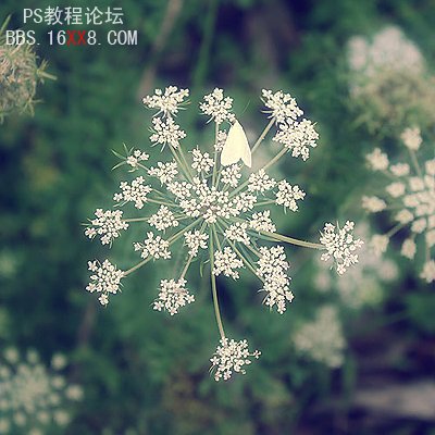 Photoshop为普通花卉照片添加柔和艺术效果,PS教程,思缘教程网