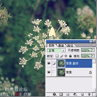 Photoshop为普通花卉照片添加柔和艺术效果,PS教程,思缘教程网