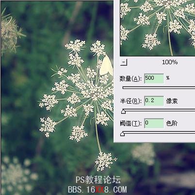 Photoshop为普通花卉照片添加柔和艺术效果,PS教程,思缘教程网