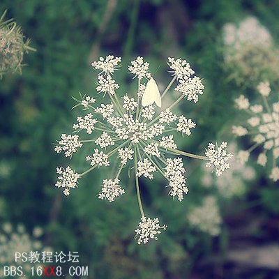 Photoshop为普通花卉照片添加柔和艺术效果,PS教程,思缘教程网